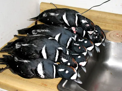 Alaska Sea Duck Hunts — photograph from the Gunners Taxidermy gallery