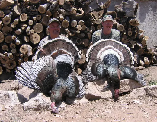 Gould's Turkey Hunts — photograph from the Gunners Taxidermy gallery