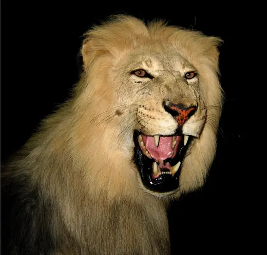 Africa Game Taxidermy — photograph from the Gunners Taxidermy gallery