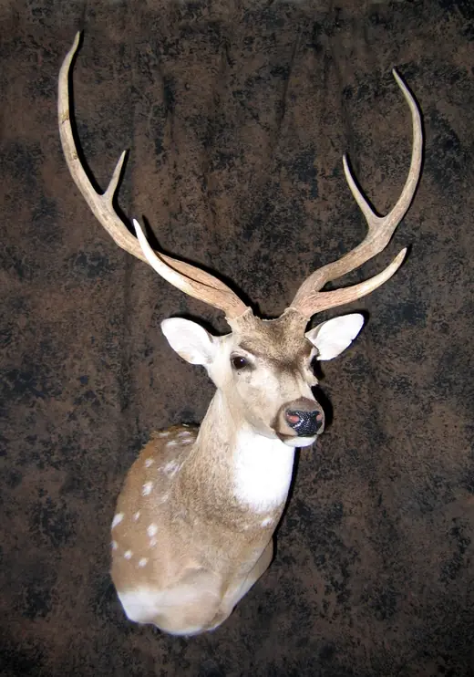 Gamehead Taxidermy — photograph from the Gunners Taxidermy gallery