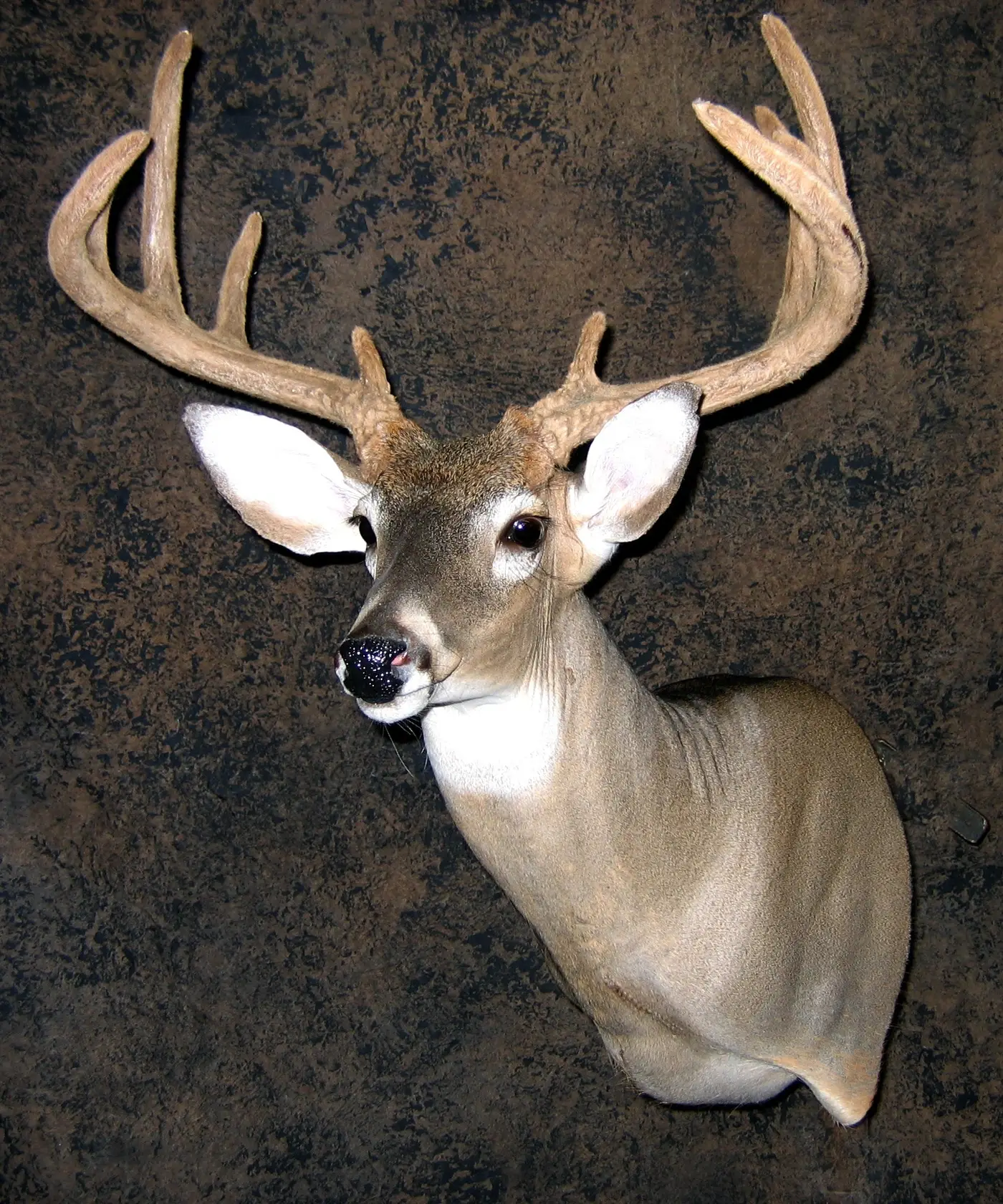 Whitetail deer shoulder mount produced by the taxidermists at Gunners Taxidermy