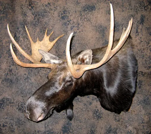Gamehead Taxidermy — photograph from the Gunners Taxidermy gallery