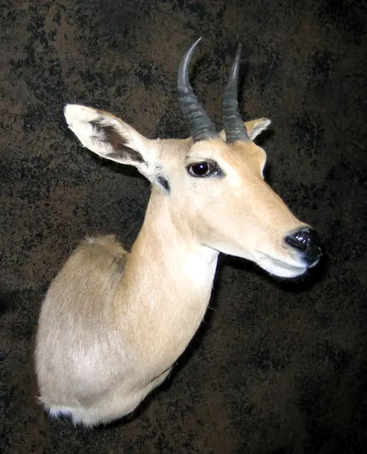 Africa Game Taxidermy — photograph from the Gunners Taxidermy gallery