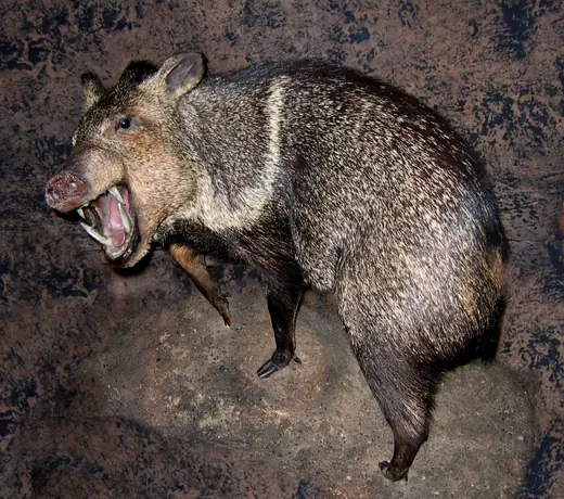 Small Game Taxidermy — photograph from the Gunners Taxidermy gallery