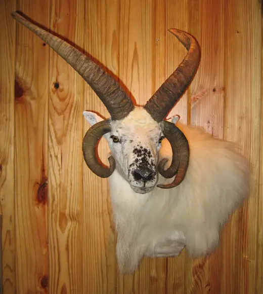 Gamehead Taxidermy — photograph from the Gunners Taxidermy gallery