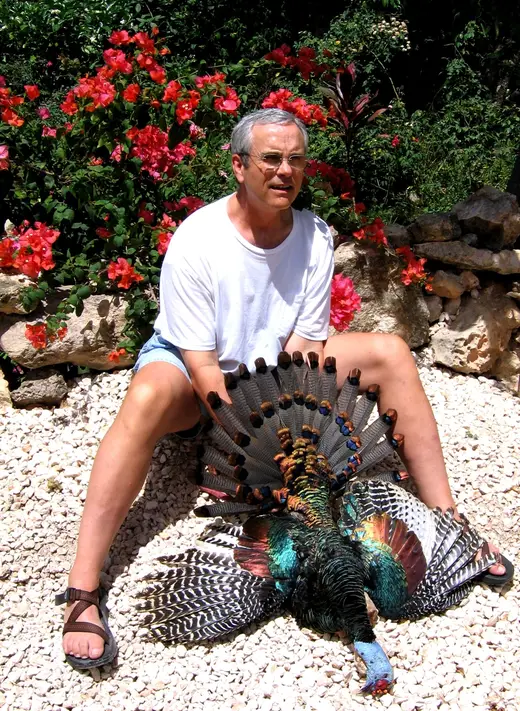 Ocellated Turkey Hunts — photograph from the Gunners Taxidermy gallery