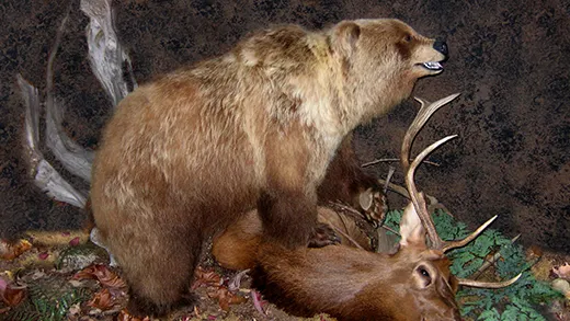 Illustration of a bear representing Gunners Taxidermy big game mounts