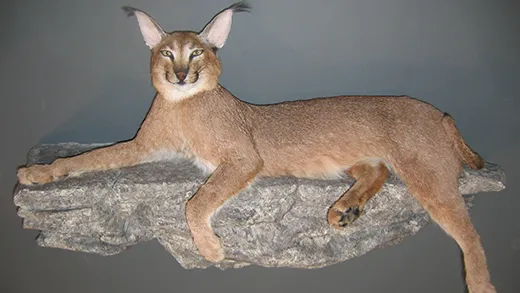 Caracal lifesize mount on a rock base, an example of African game taxidermy at Gunners